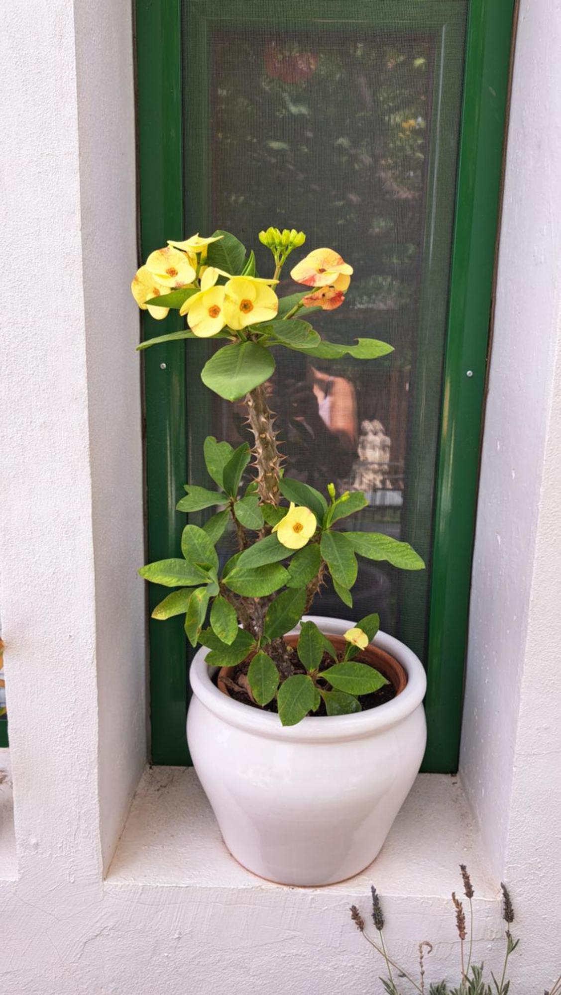 Casa Santana Segura Konuk evi Tejeda  Oda fotoğraf